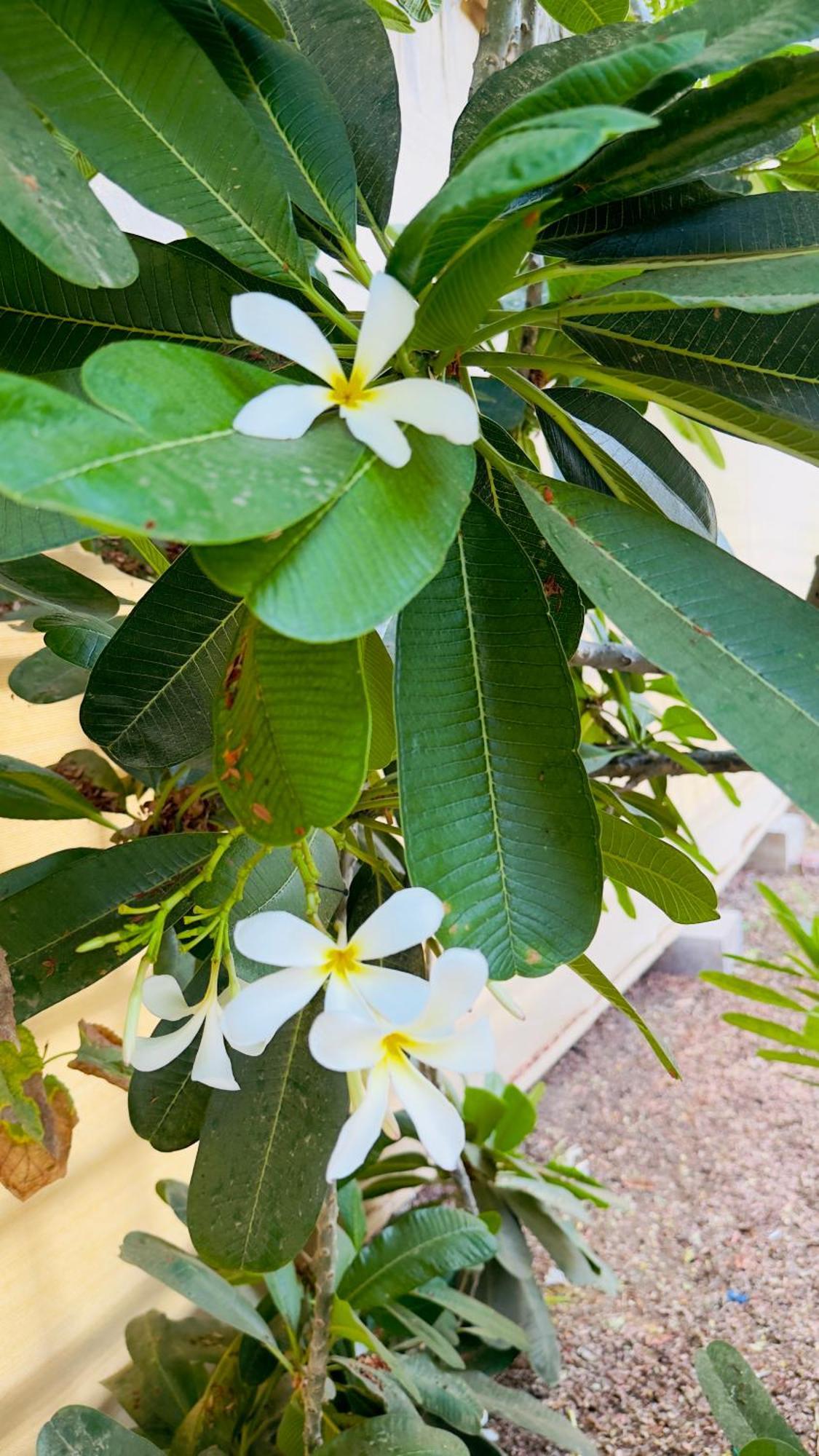 Tiwi Fig Shades مزرعة ظلال التين酒店 外观 照片